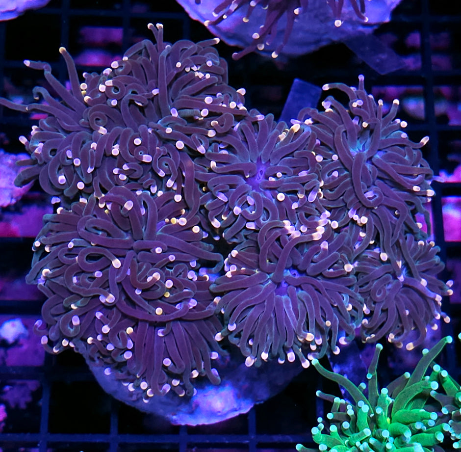 Approx 6-7 Head Love Spell Torch Colony