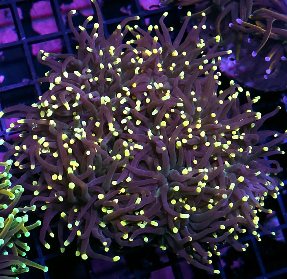 Approx 7 Head Yellow Tip Torch Colony