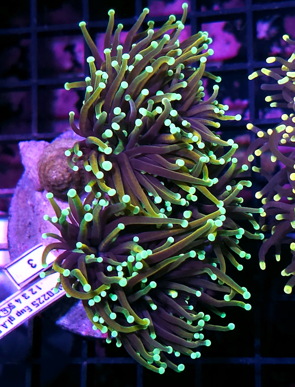 Approx 5-6 Head Dragon Soul Torch Colony