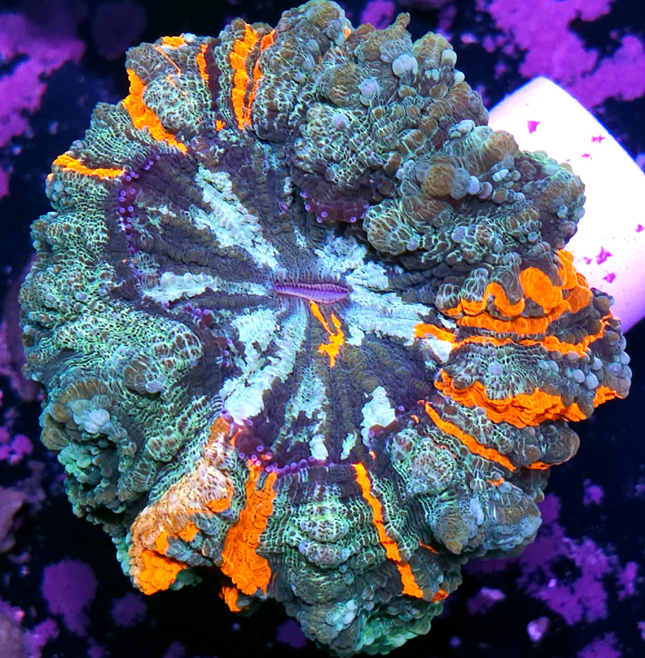 Icey Bad Ass Acanthophyllia