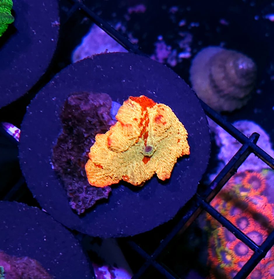 Epic Jawbreaker Mushroom