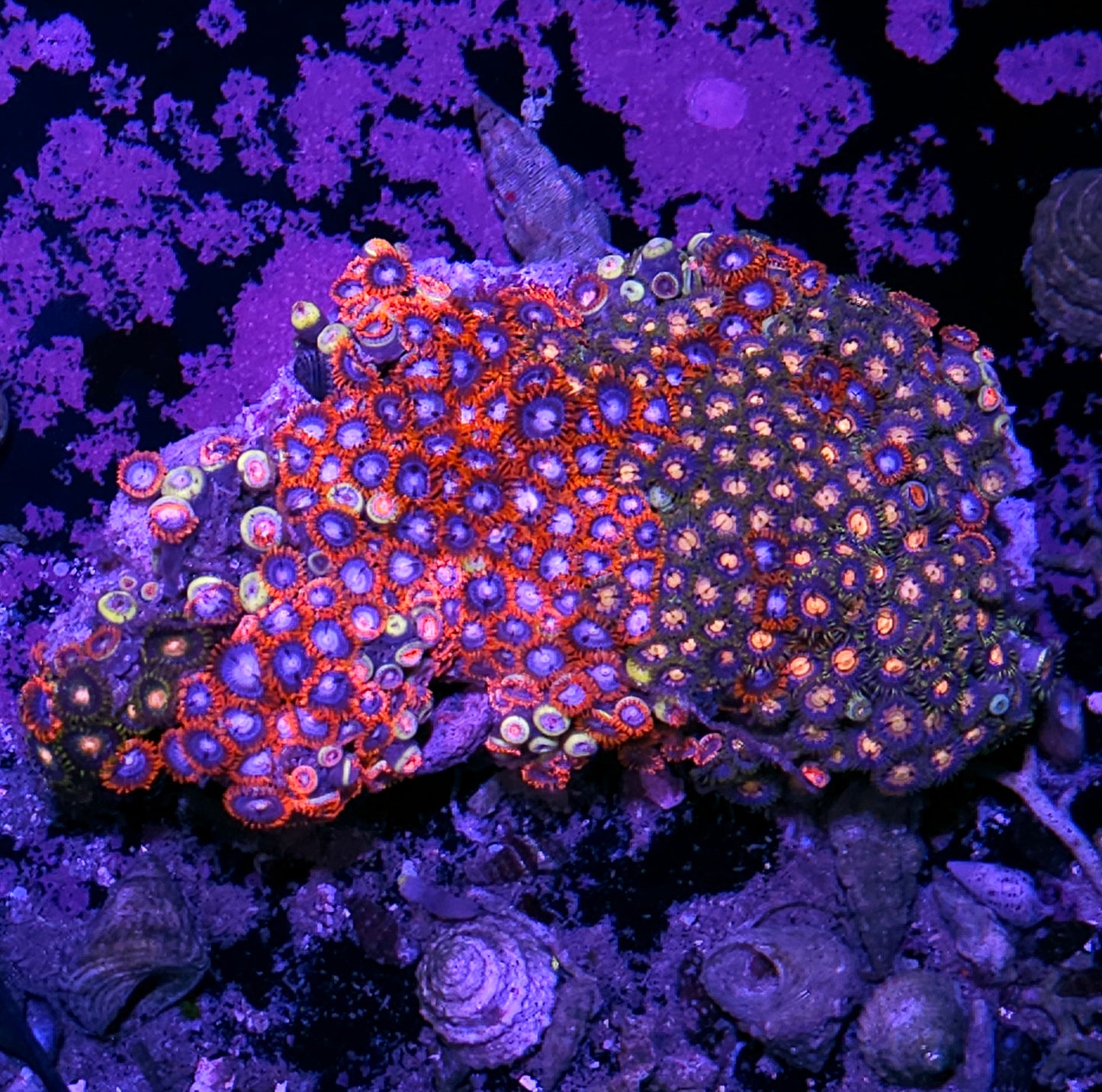 XL Epic Mix Zoa Colony