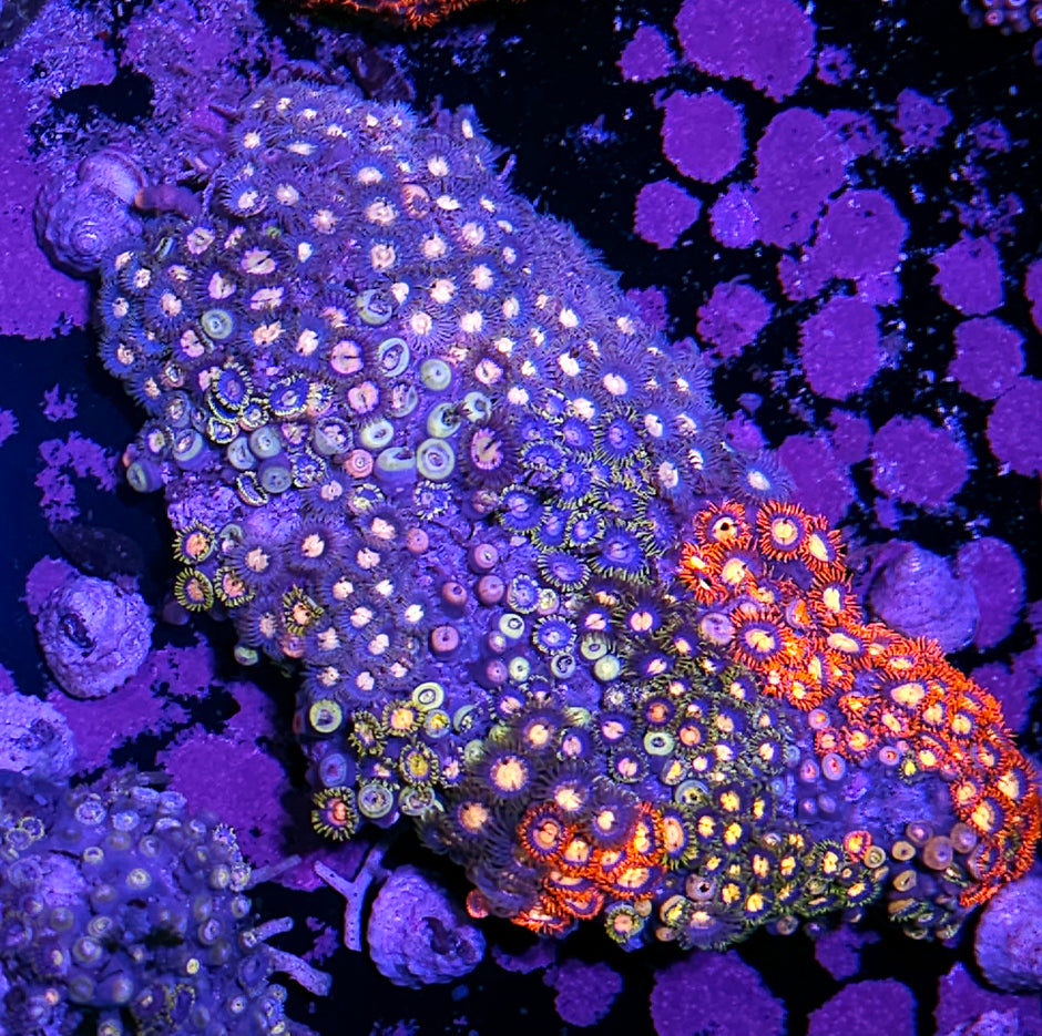 XXL Insane Mix Zoa Colony