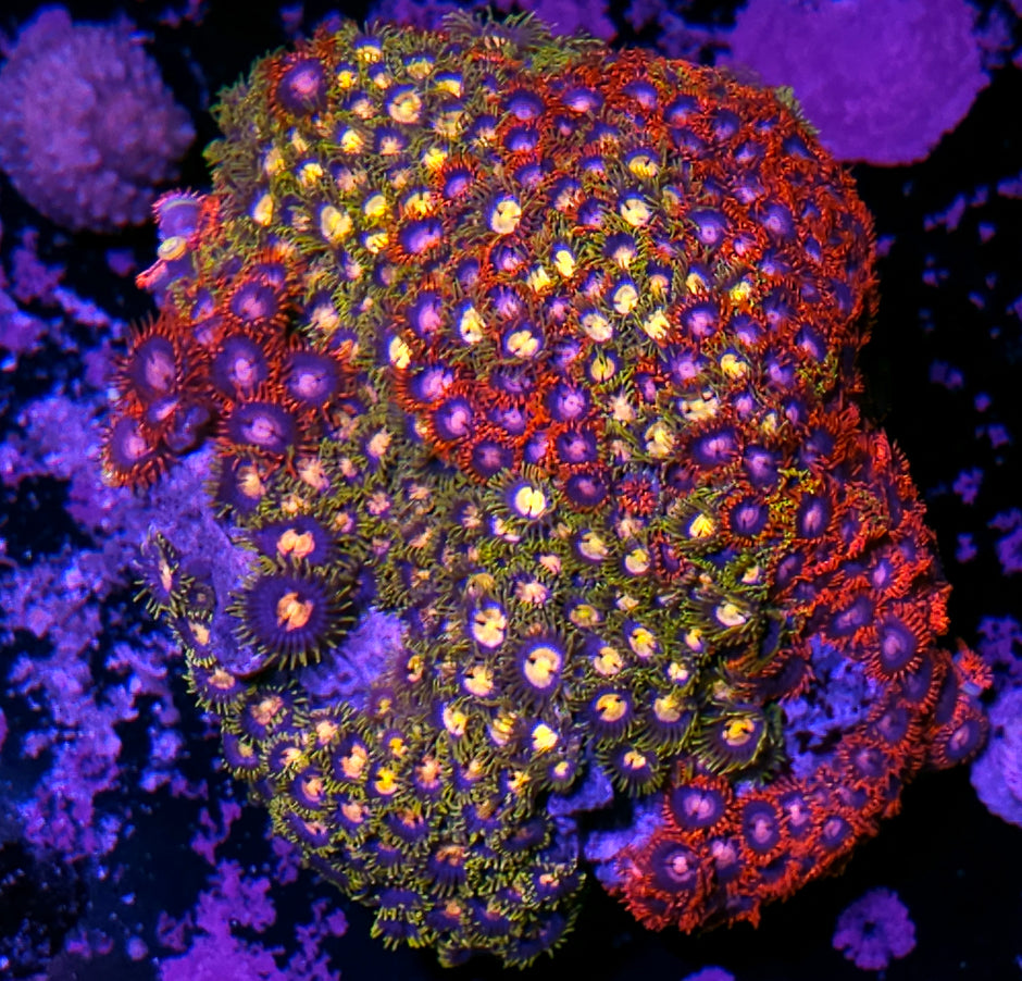 Nirvana Mix Zoa Colony
