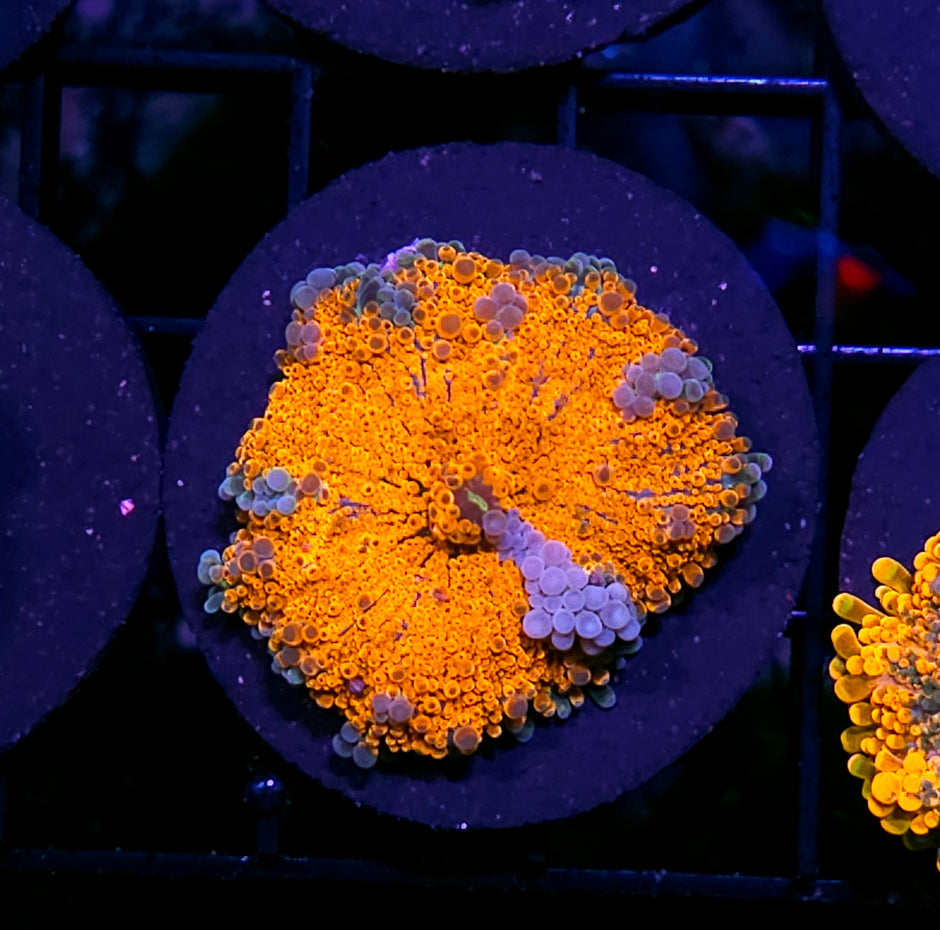 Fractal Special Taiwan Yuma