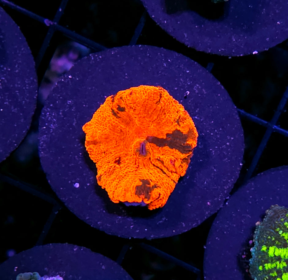 Candy Crush Jawbreaker Mushroom