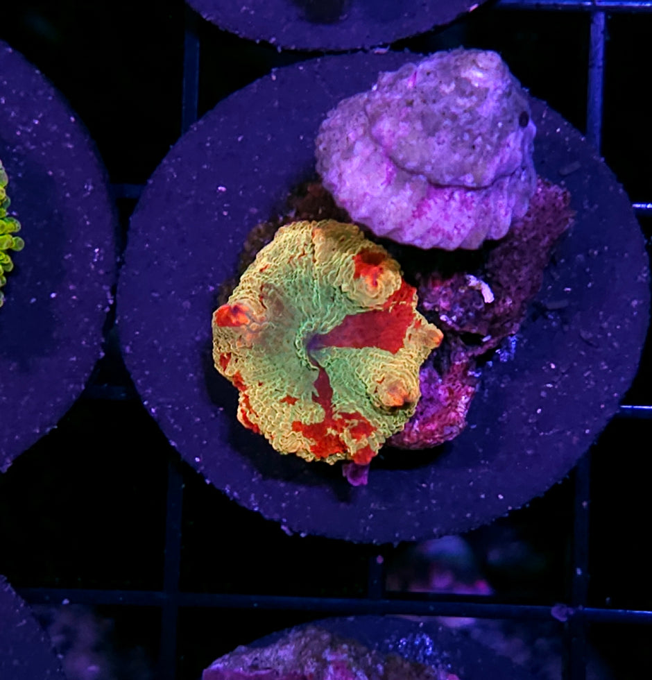 Insane Jawbreaker Mushroom