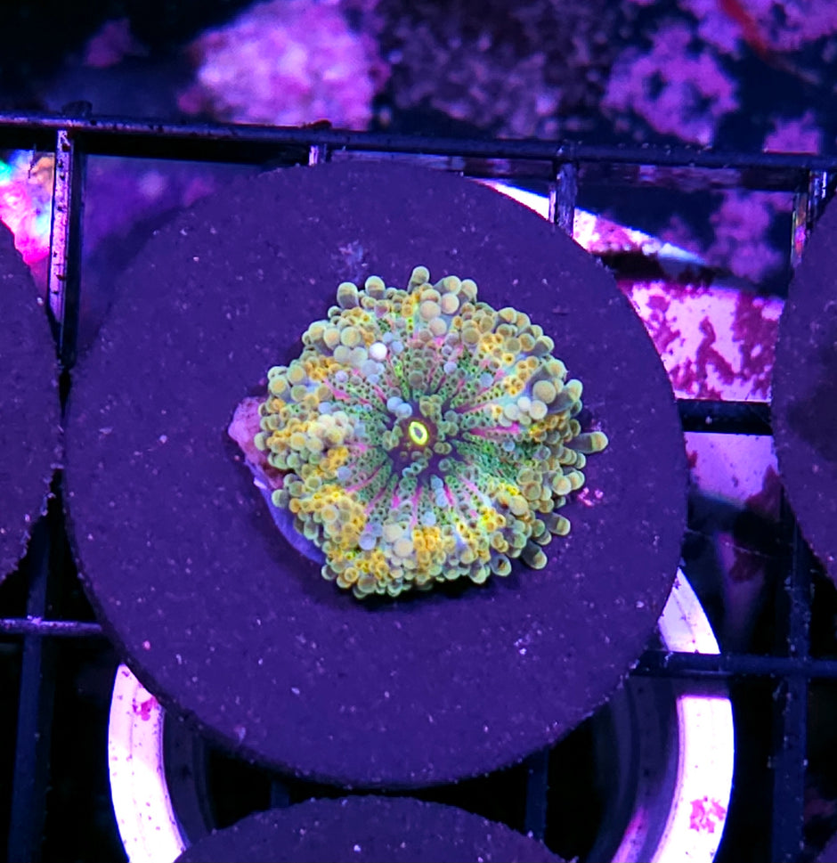 Fractal Special Taiwan Yuma