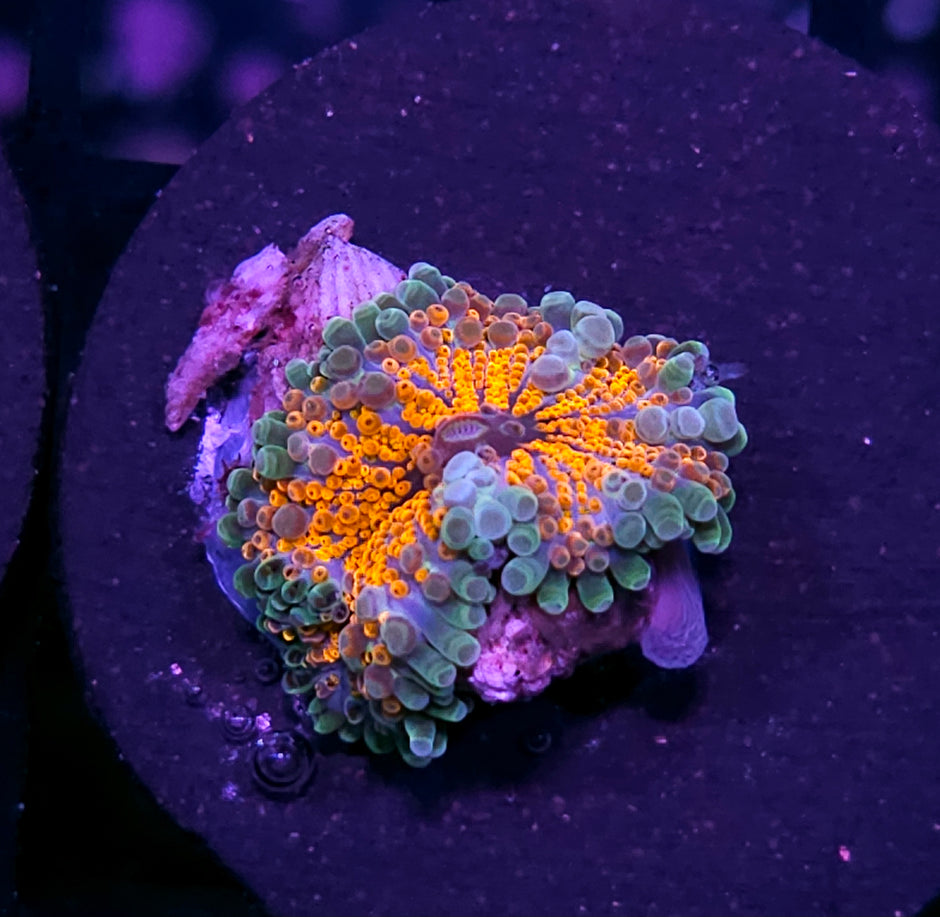 Fractal Special Taiwan Yuma