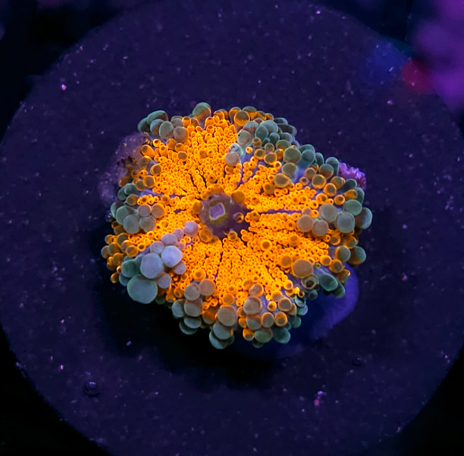 Fractal Special Taiwan Yuma