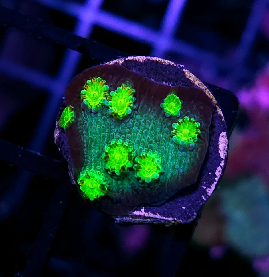 Hollywood Stunner Lamelosa