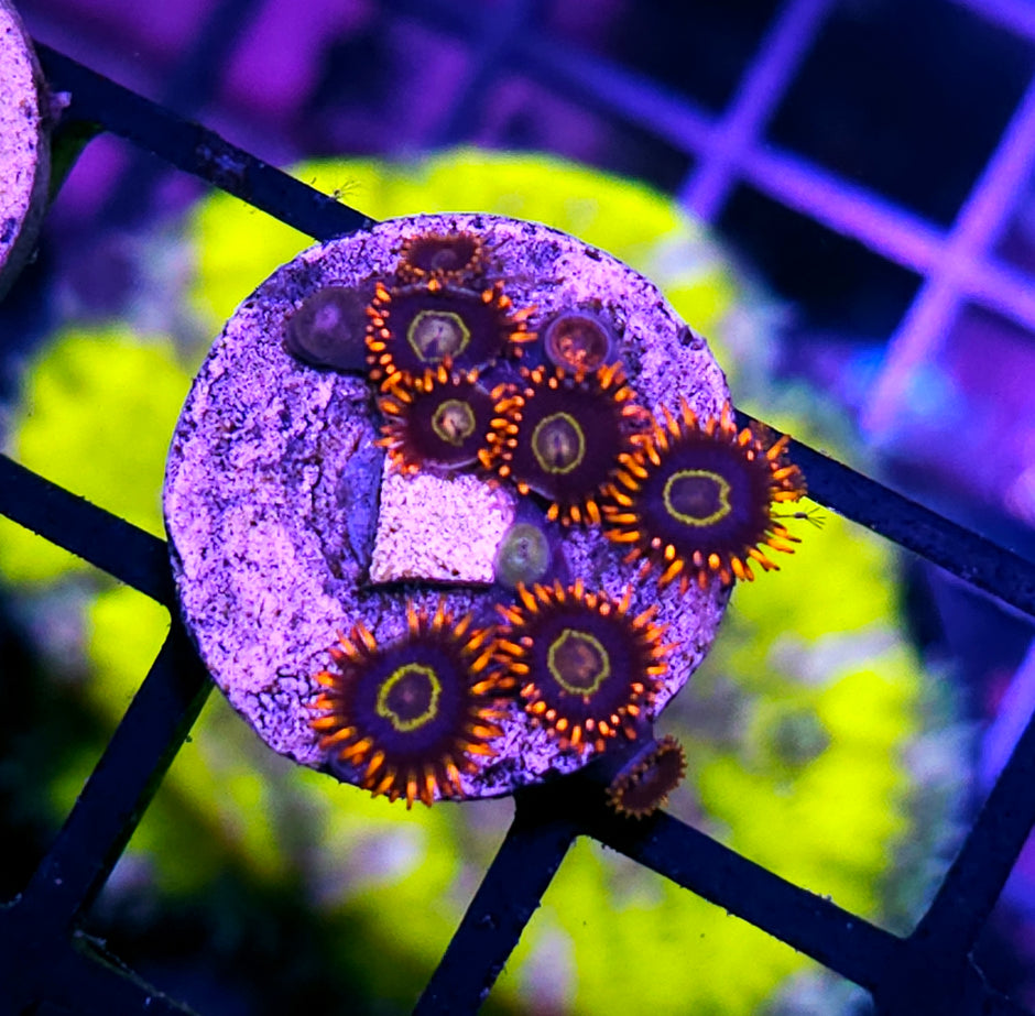 Rainbow Hornet Zoas