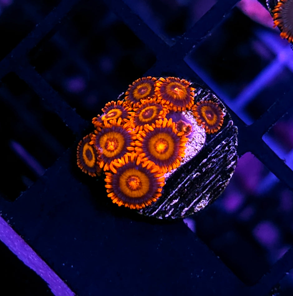 Orange Oxide Zoas