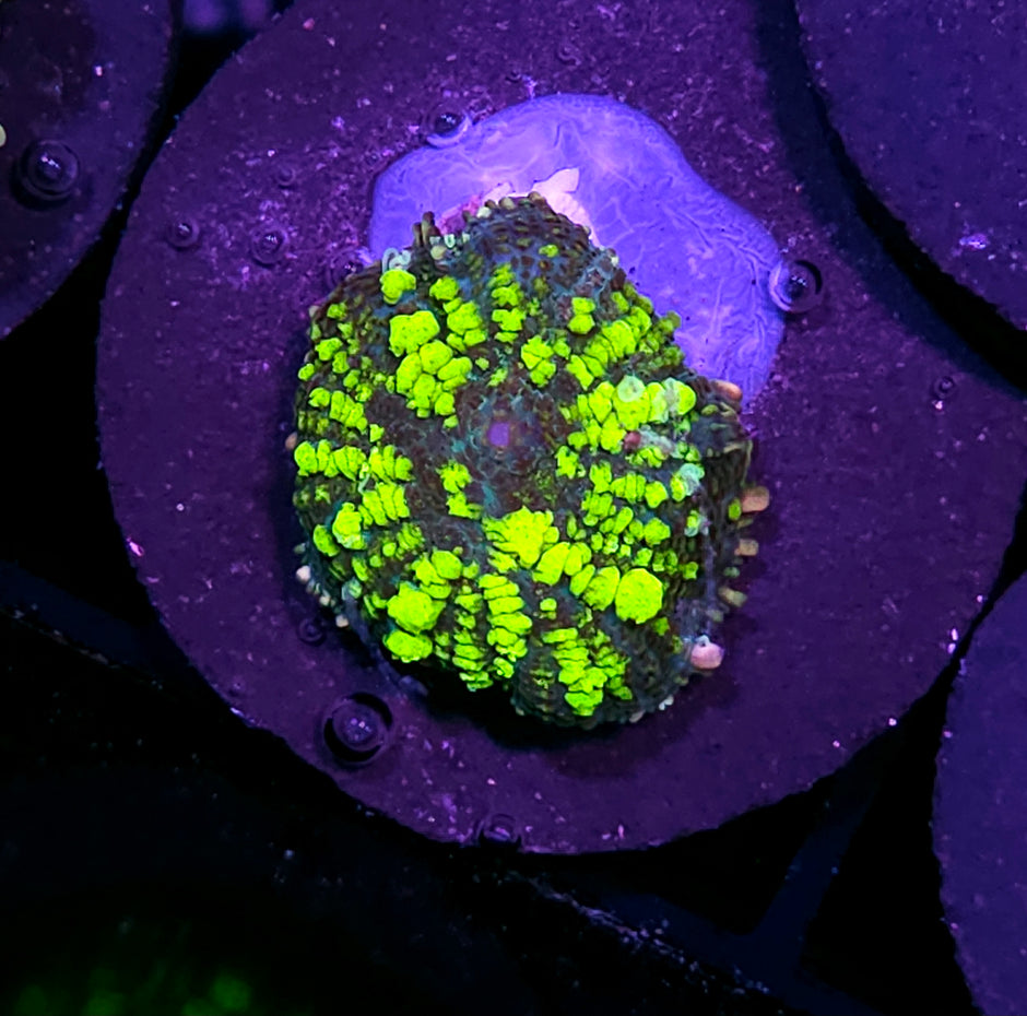 Uranium Bounce Mushroom