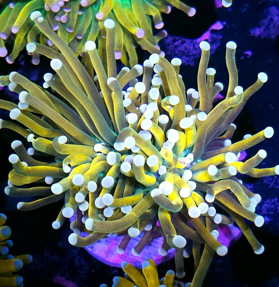 Tiger Grail Torch 😳😍