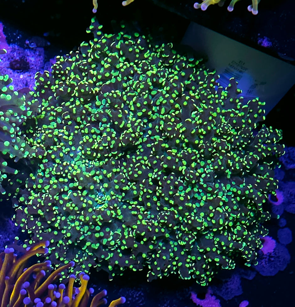 Approx 6 Head King Kobe Yayemensis Colony