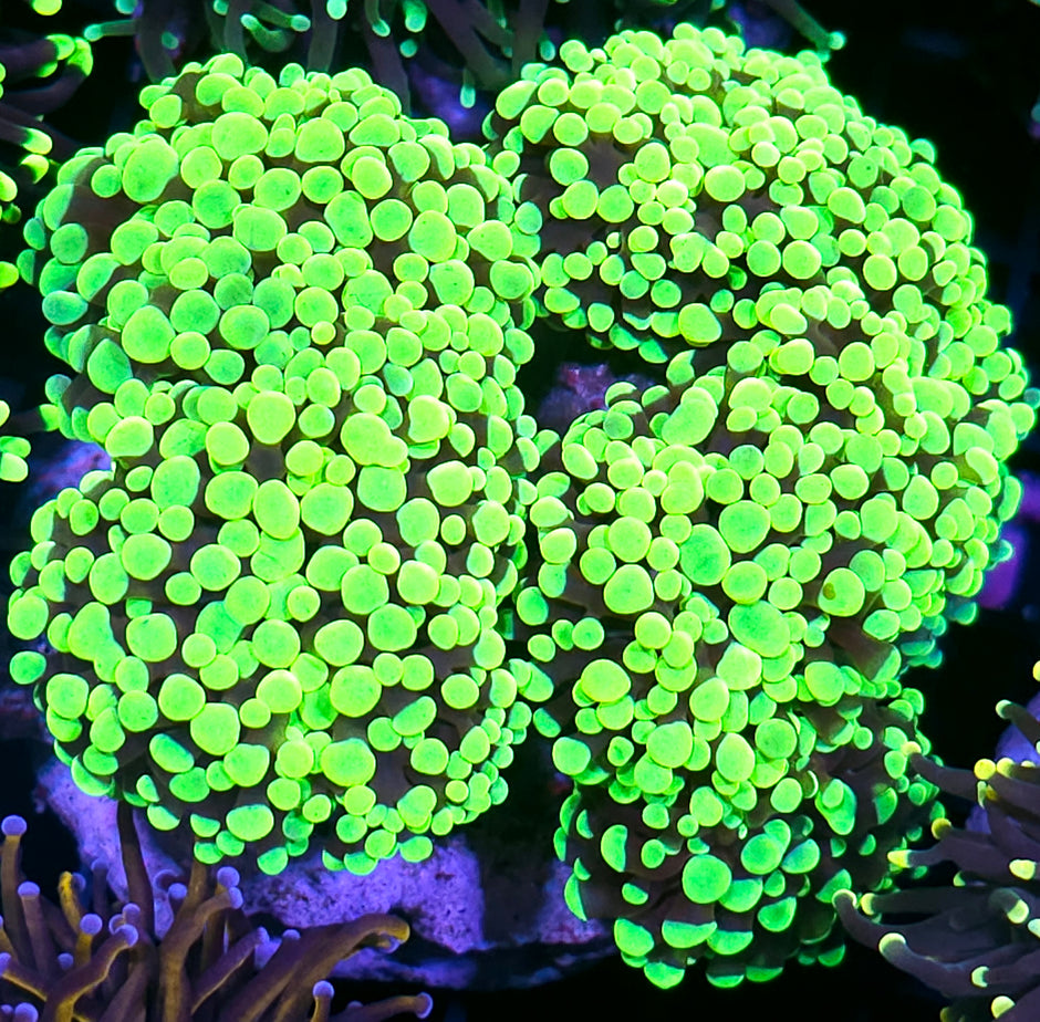 Approx 6 Head Predators Blood Branching Hammer Colony