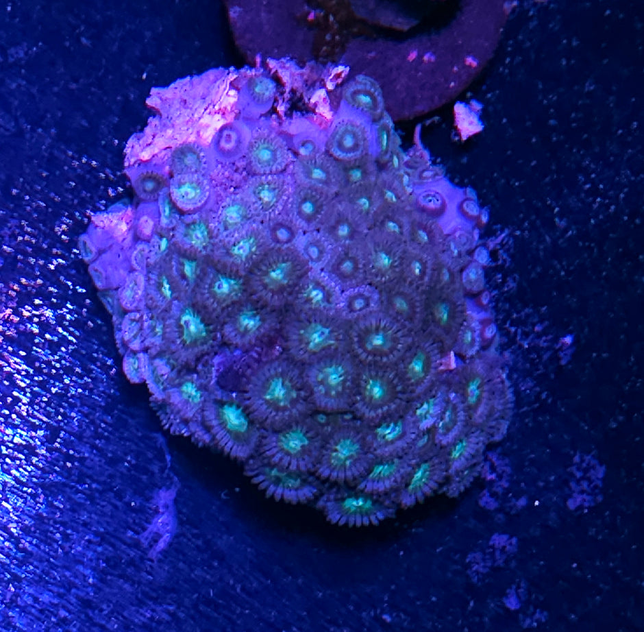 Toxic Sparkle Zoa Colony