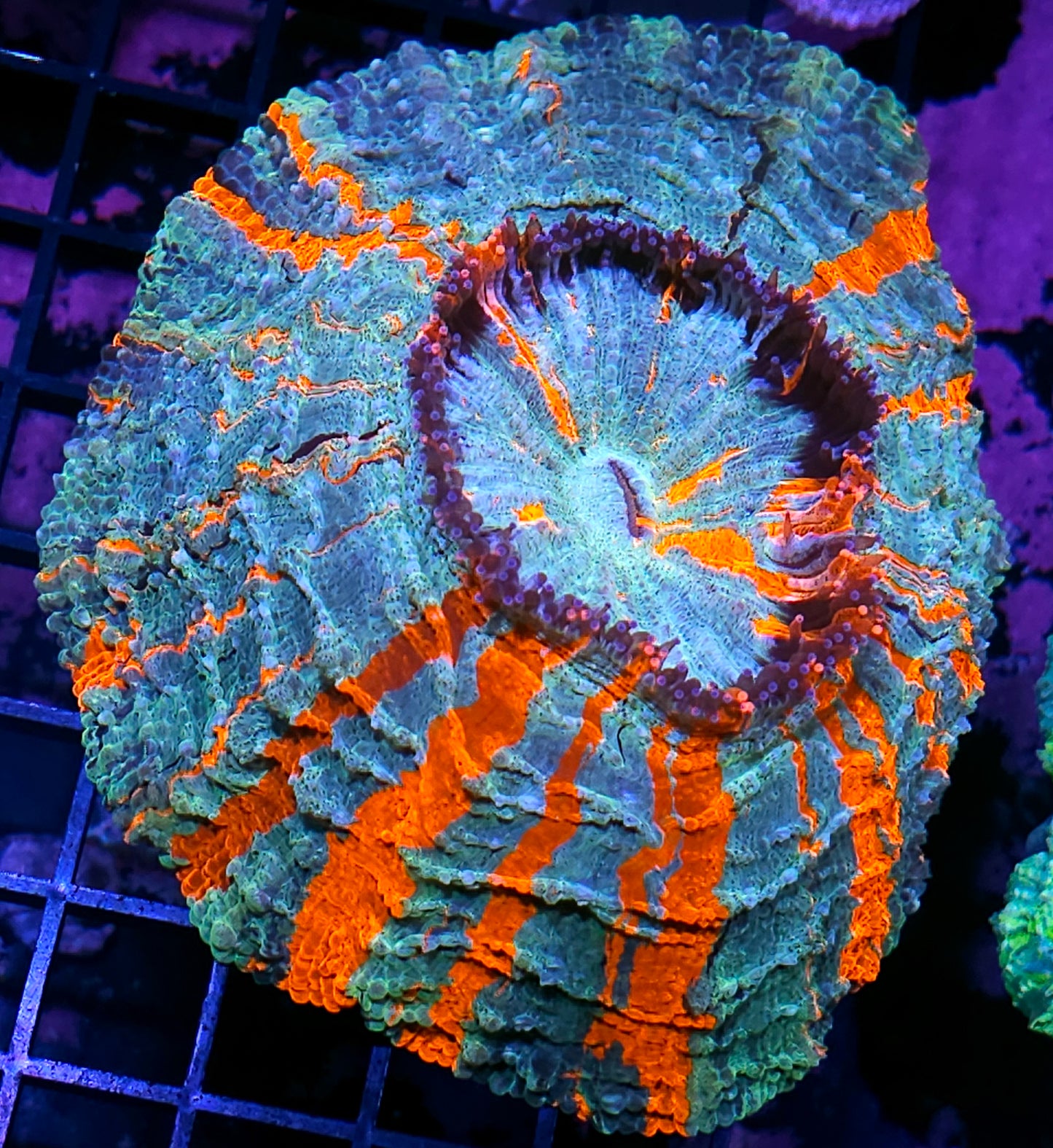 Ridiculous Acanthophyllia