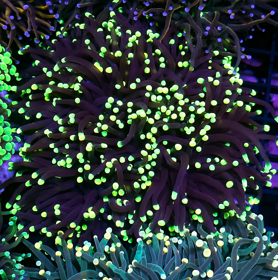 Approx 6-7 Head Jesters Torch Colony