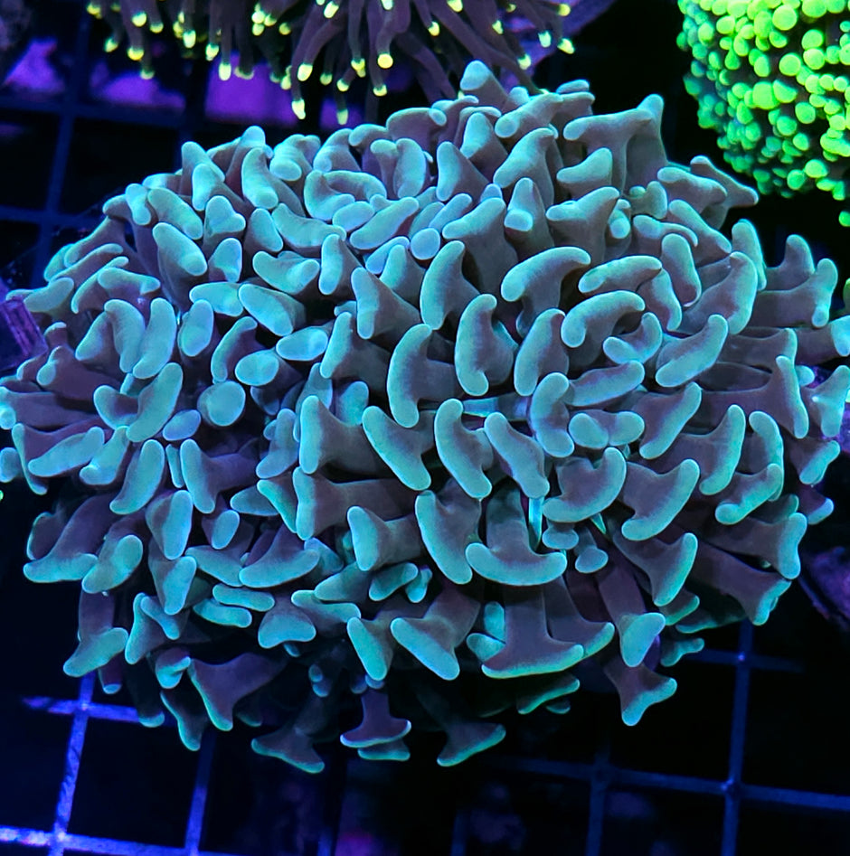 Approx 5 Head Seafoam Surprise Branching Hammer Colony