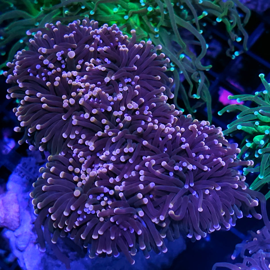 Approx 6-7 Head Double Tip Torch Colony 😱😱