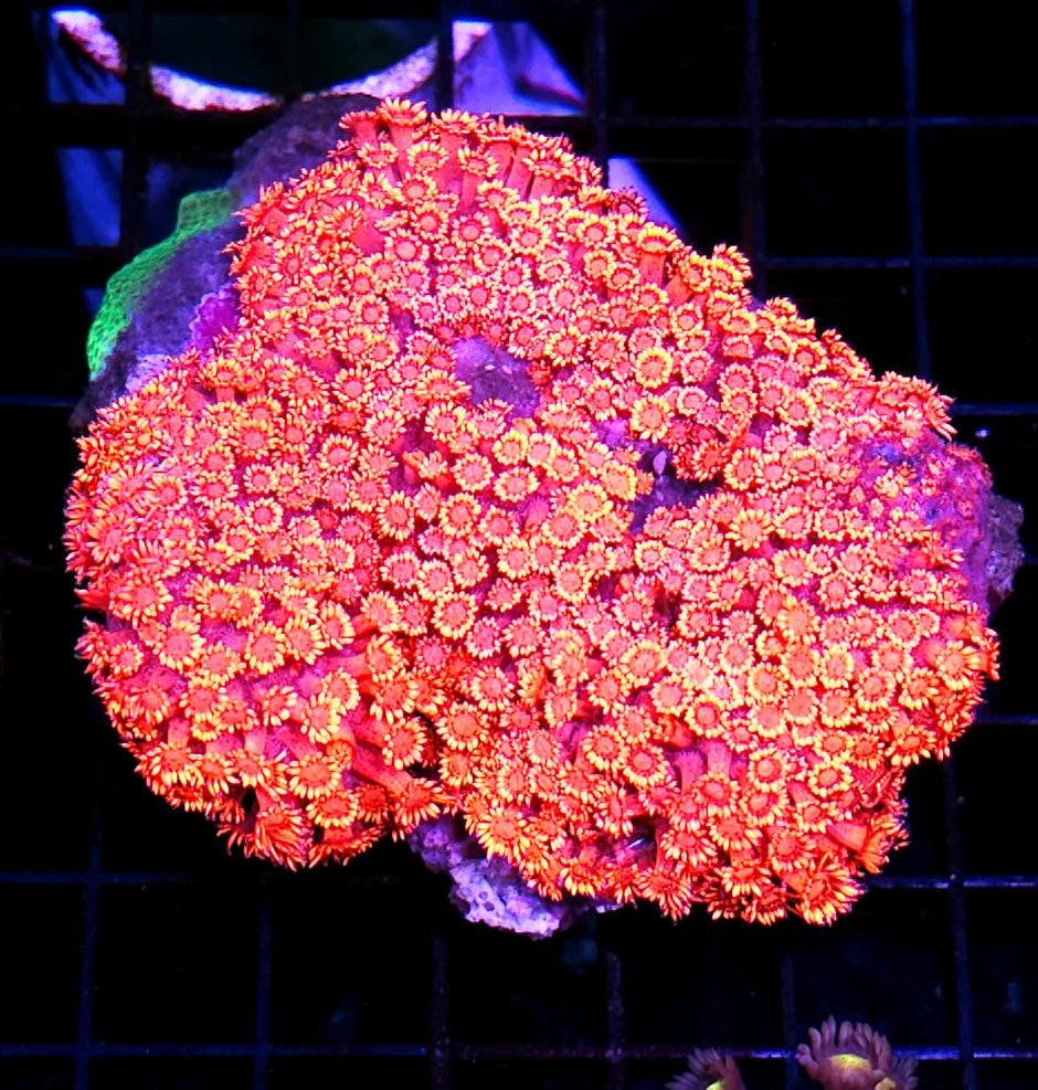 XL Taiwan Supreme Metallic Red Goniopora Colony OPENS BIG