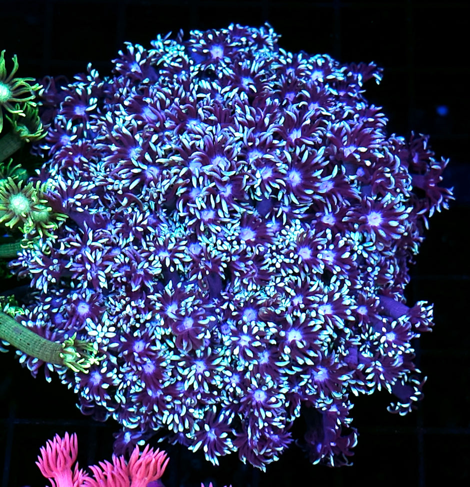 XL Hyper Helios Goniopora Colony OPENS BIG