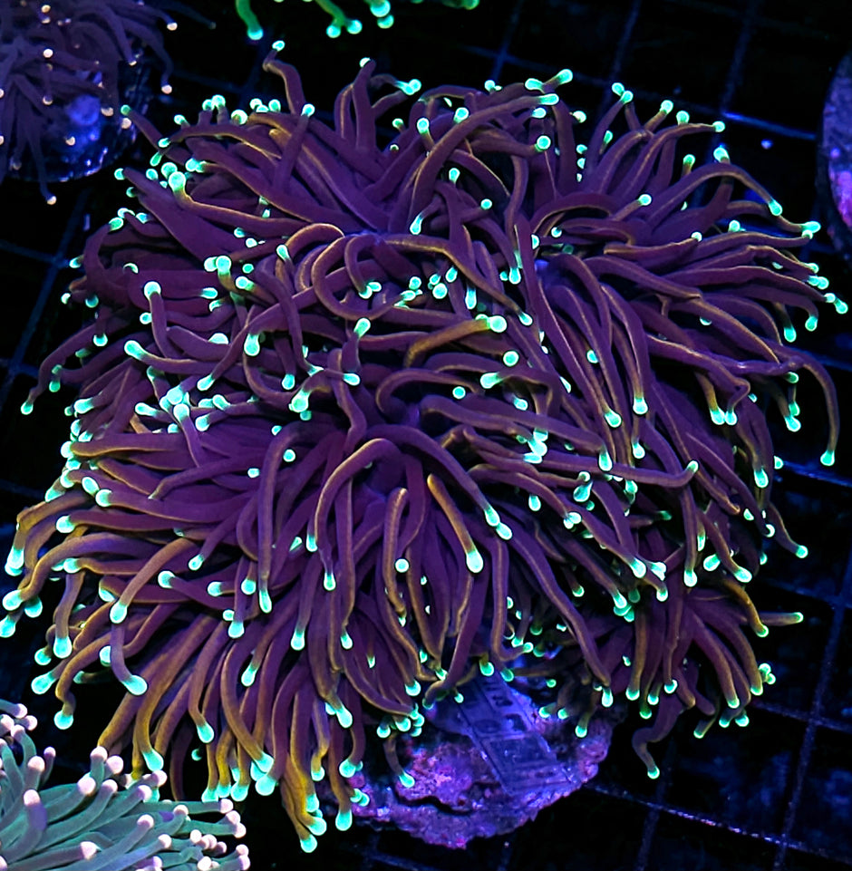 Approx 6-7 Head Hellfire Torch Colony