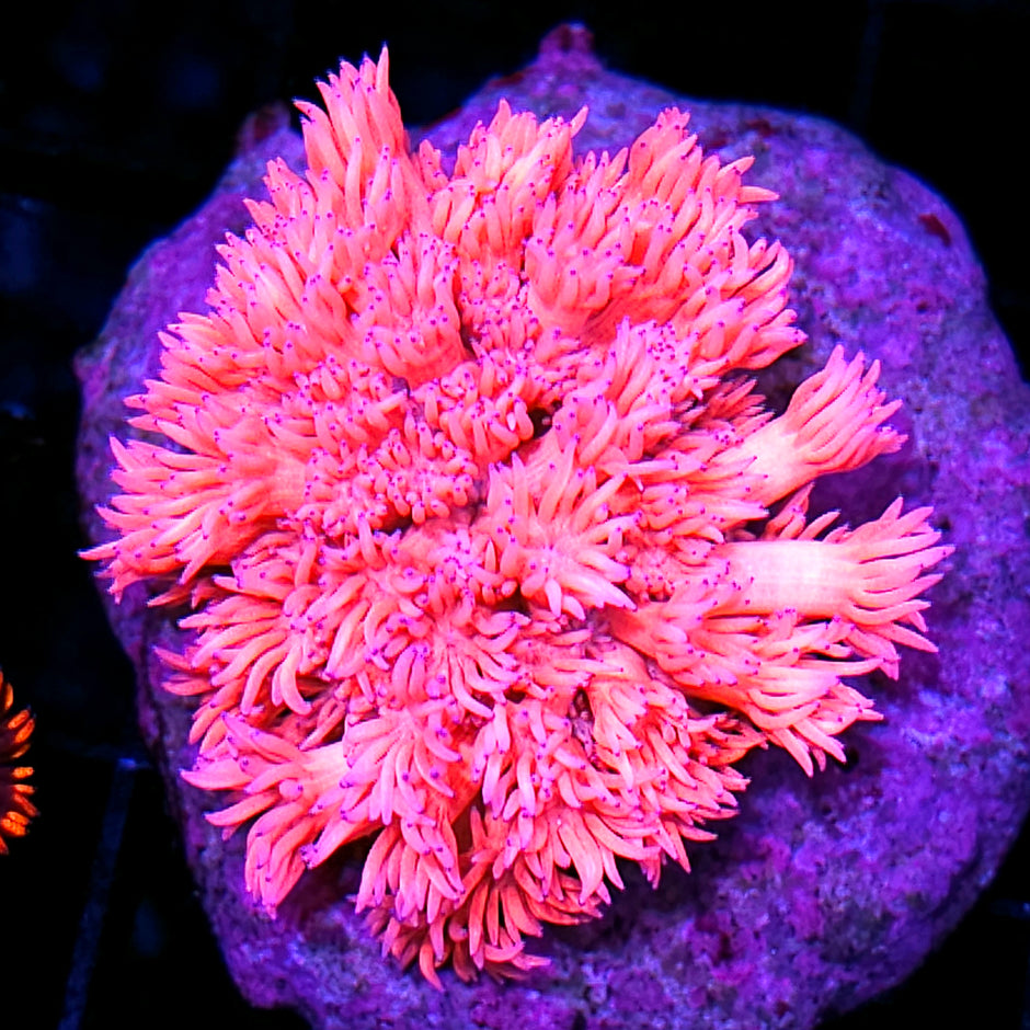 Suicide Pink Goniopora Colony 🤯OPENS BIG