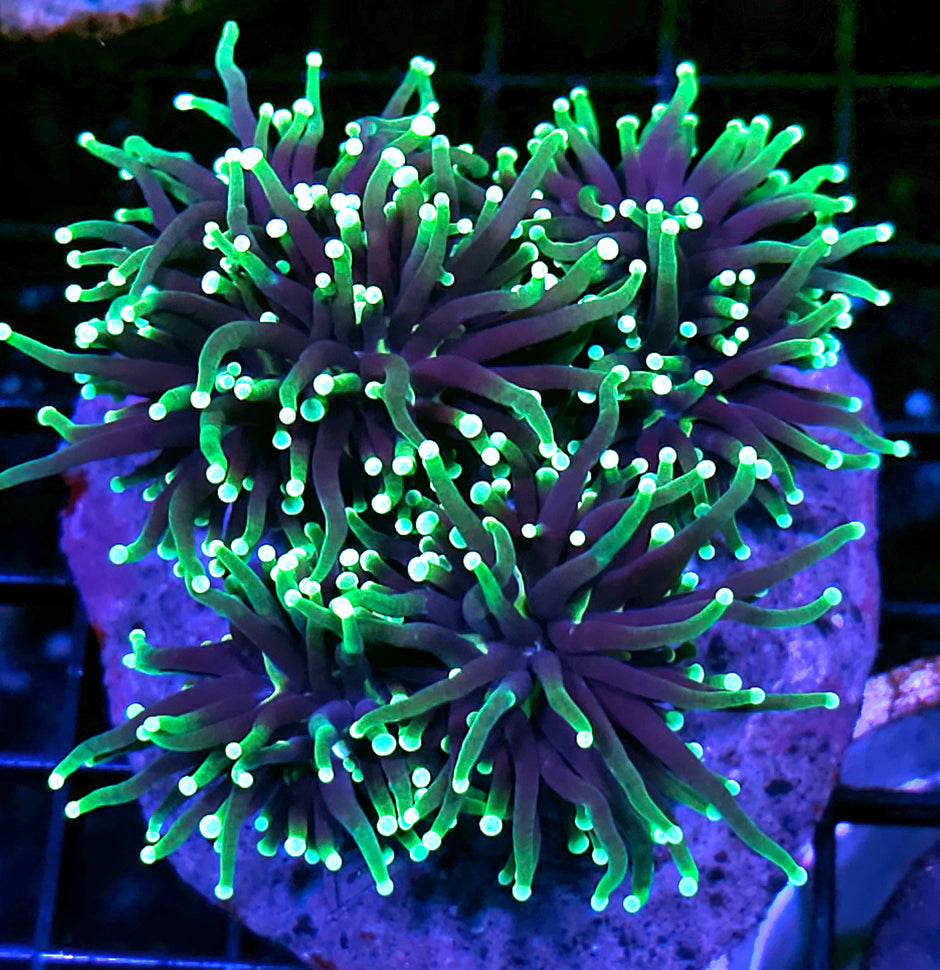 Approx 5 Head Grim Reaper Torch Colony