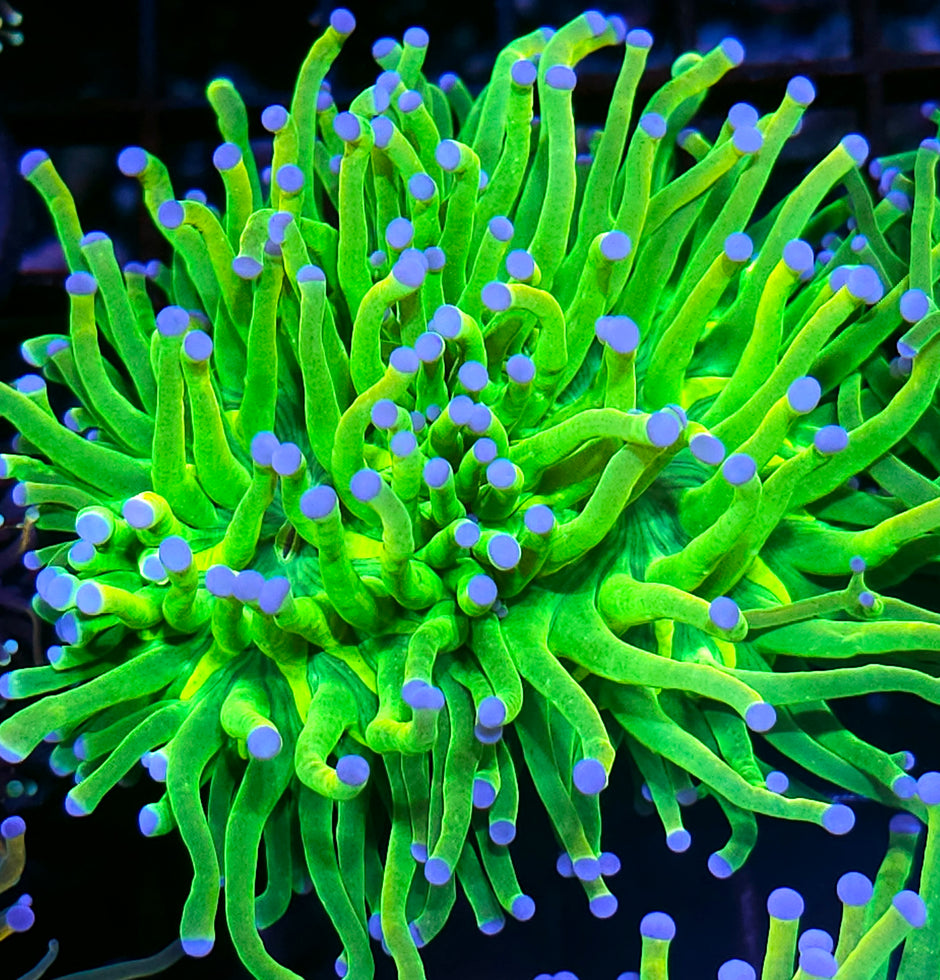 Fat Closet Freak Holy Grail Torch