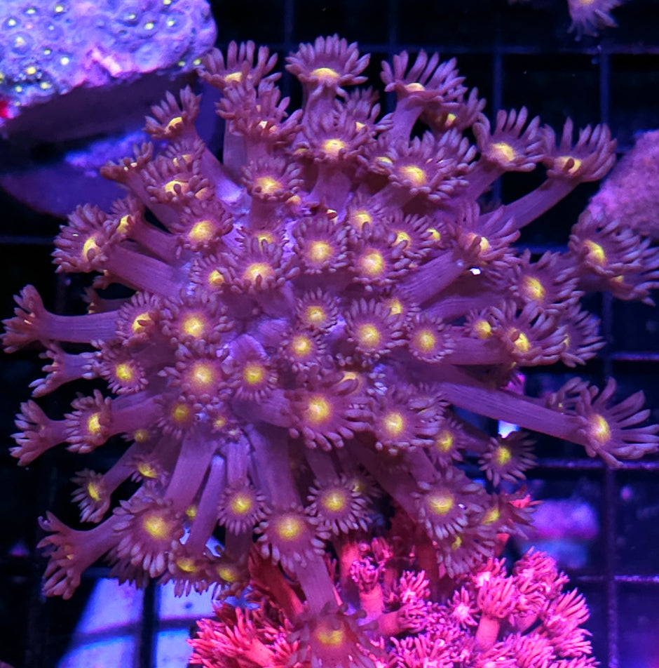 Walking Dead Branching Goniopora Colony