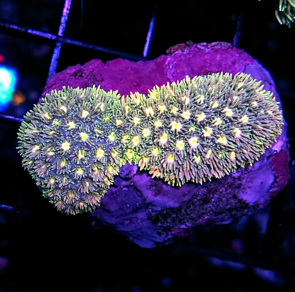 Porn Star Goniopora Colony Rainbow RARE