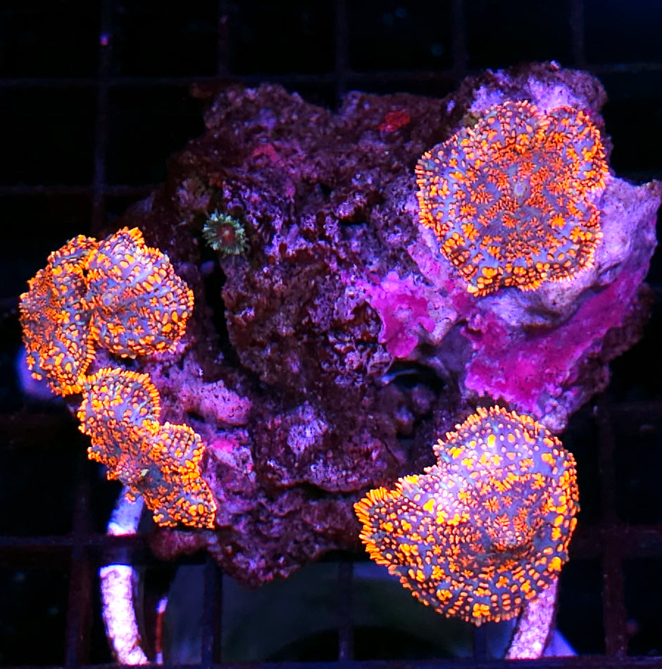 Incineration Mushroom Colony