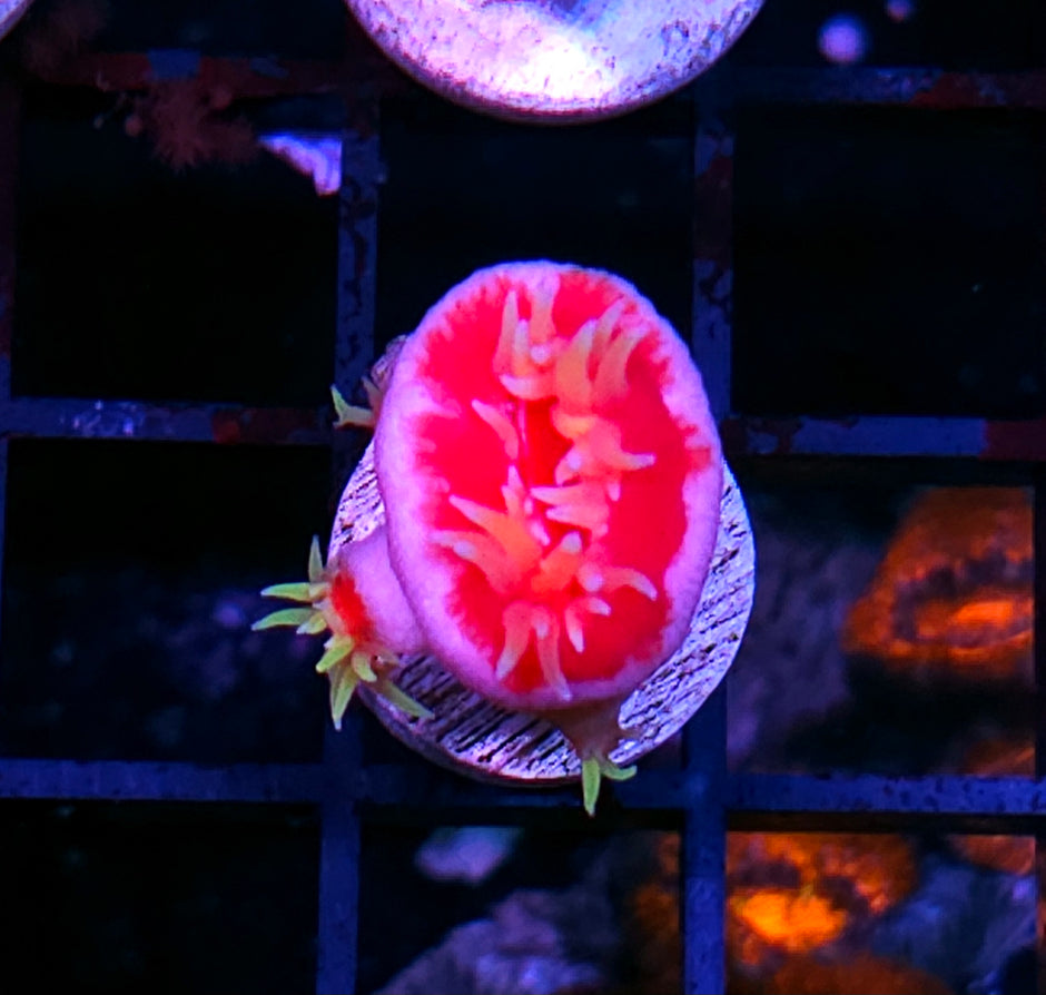 Fat Head Dendrophylia with Babies