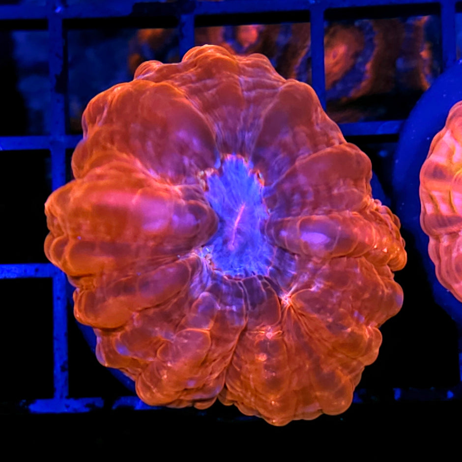 Magenta Maniac Cynarina