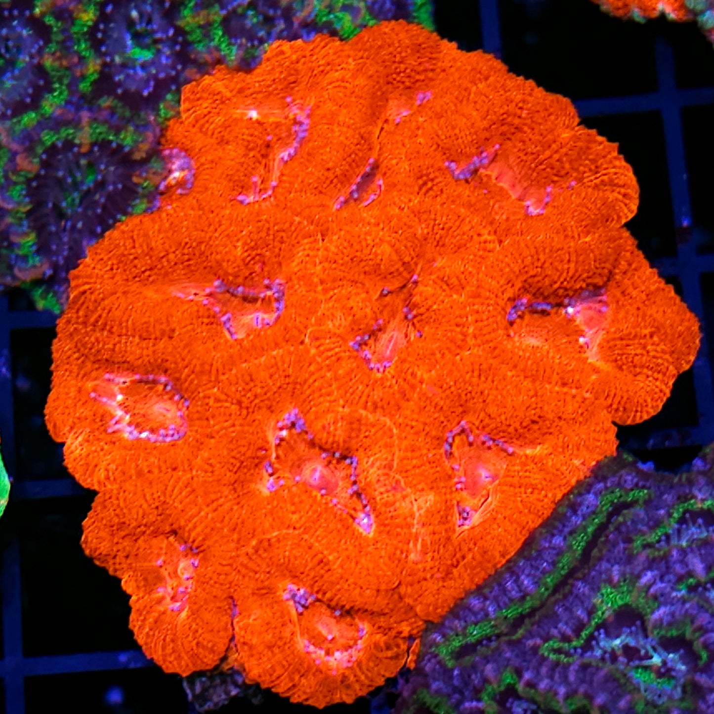 Floor is Lava Acan Colony