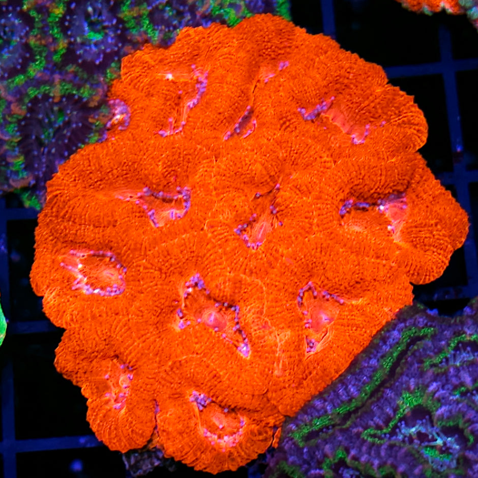 Floor is Lava Acan Colony