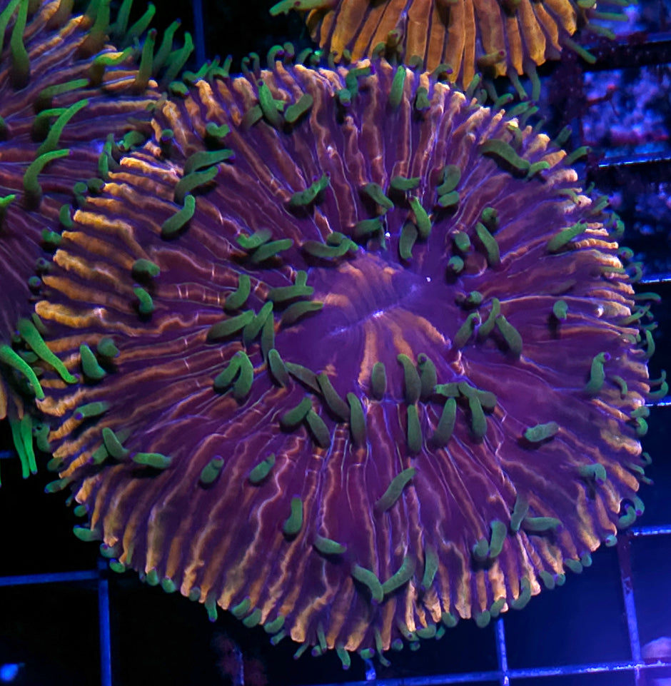 HF Baja Berserk Fungia Plate