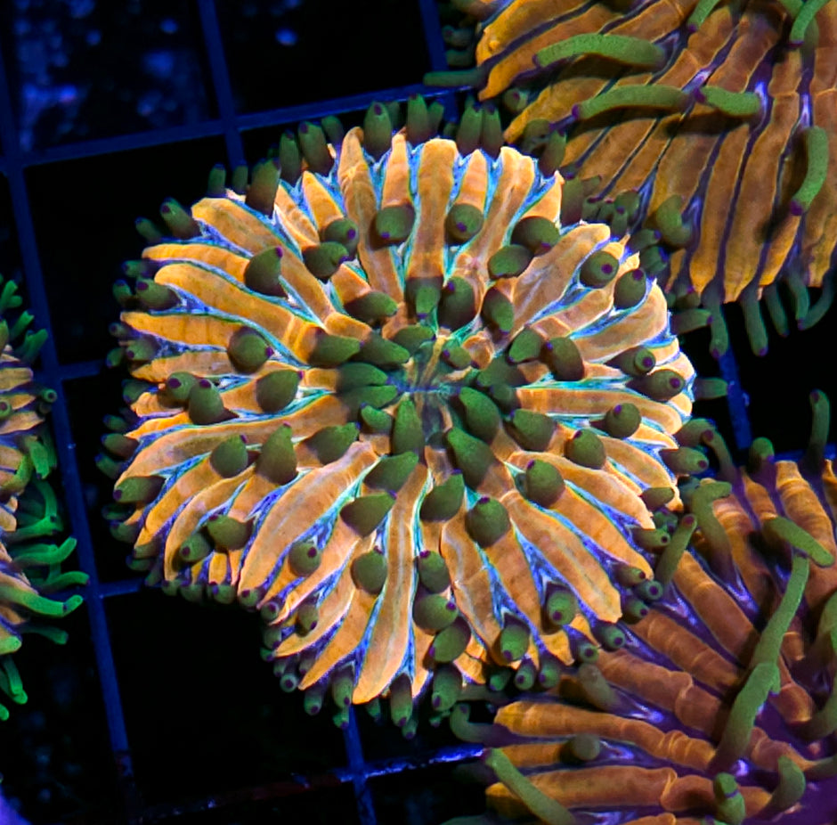 HF Baja Berserk Fungia Plate