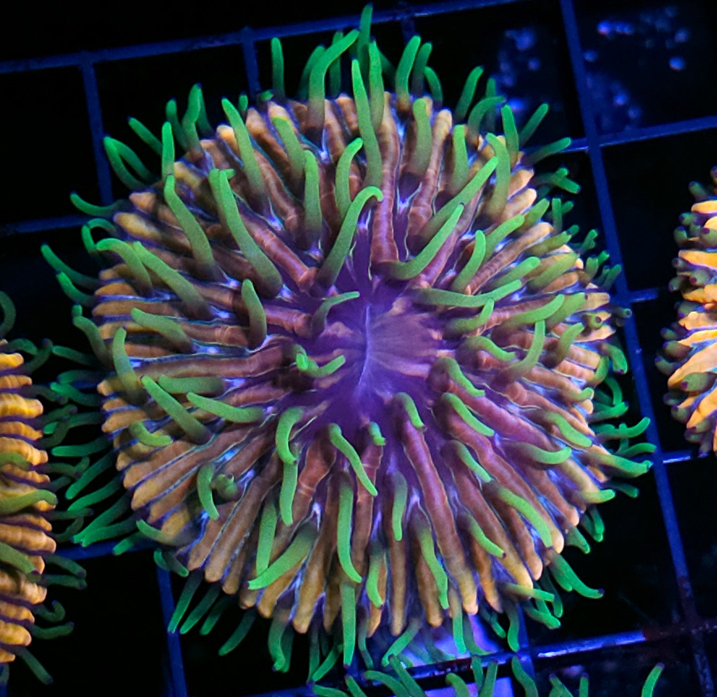 HF Baja Berserk Fungia