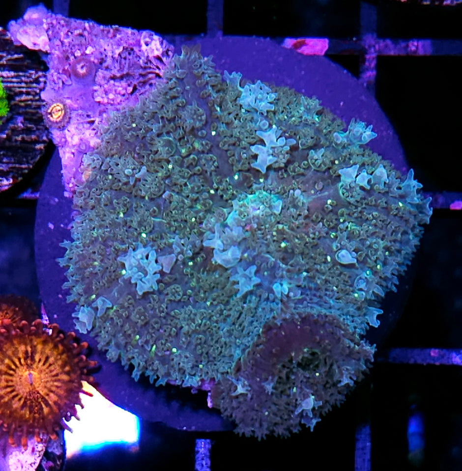 HF Swamp Thing Bounce Mushrooms