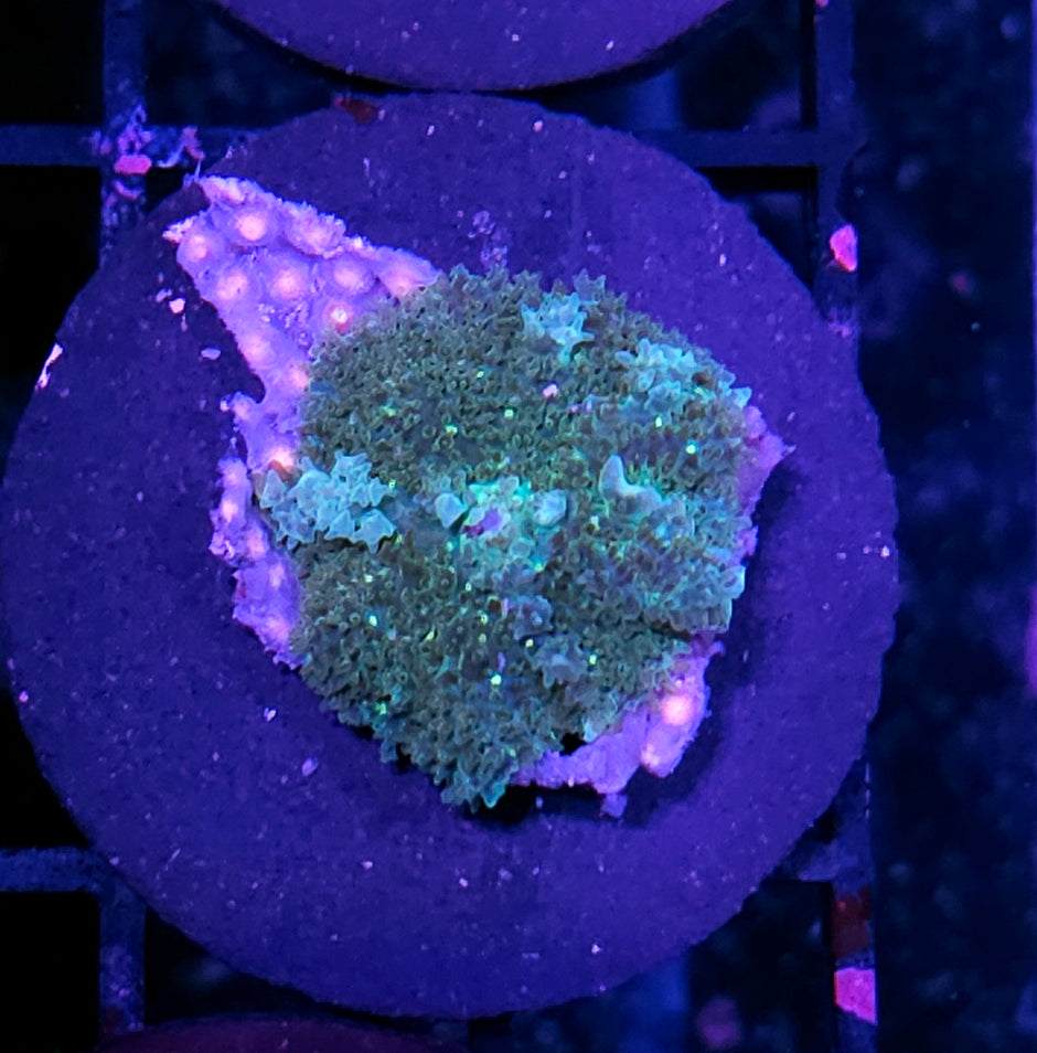 HF Swamp Thing Bounce Mushroom