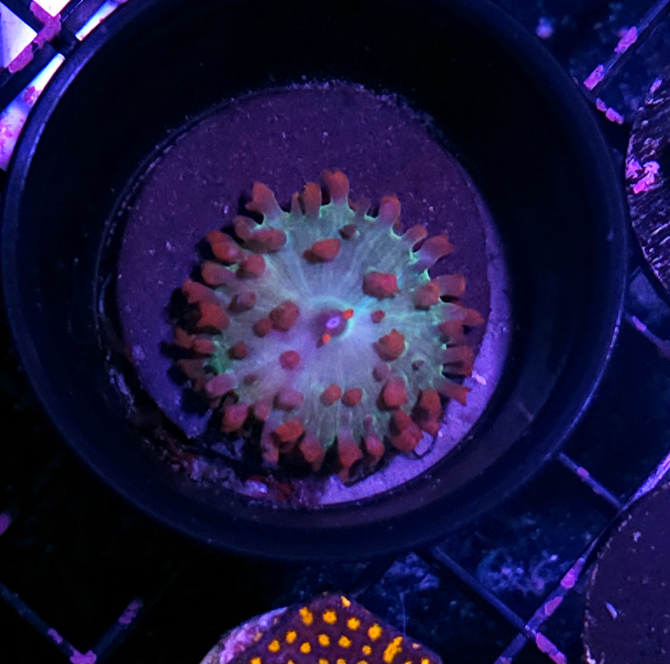 Funky St Thomas Mushroom