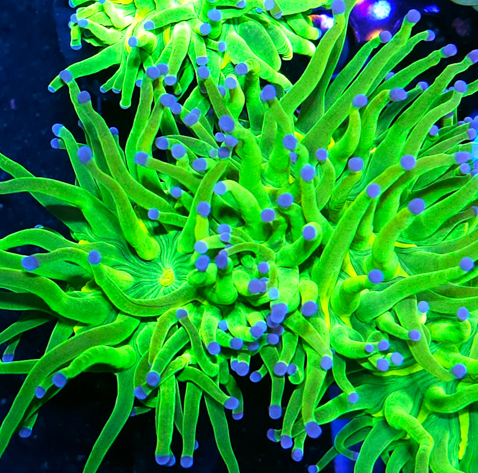 Closet Freak Holy Grail Torch Deal