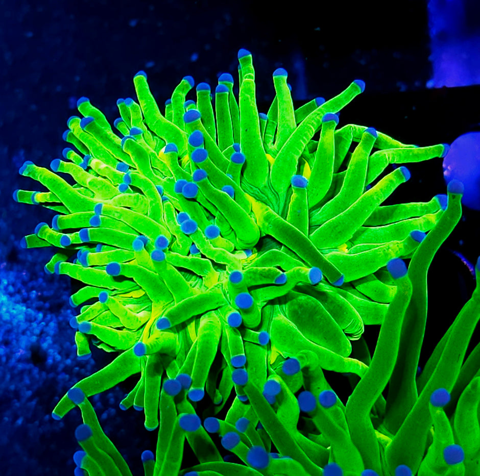 Closet Freak Holy Grail Torch Deal