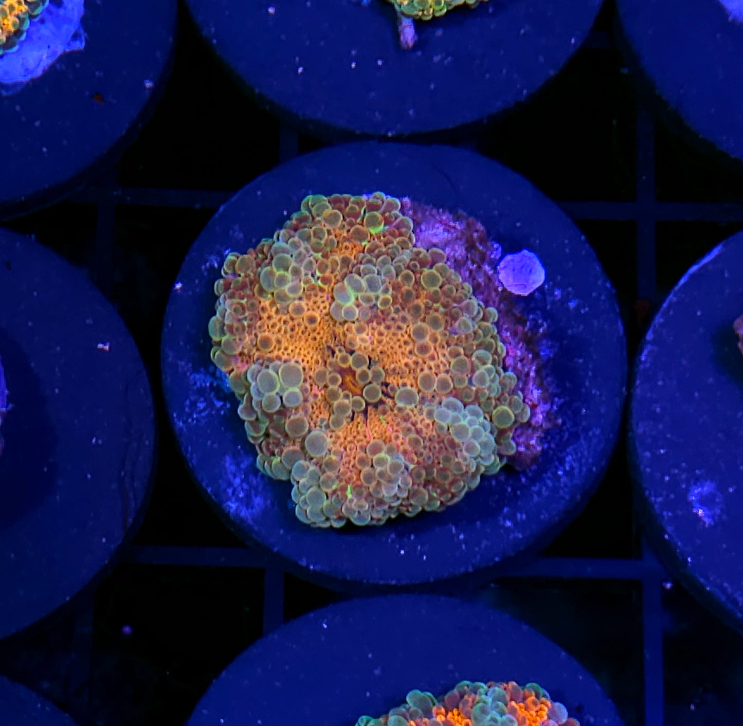 Fractal Special Taiwan Yuma