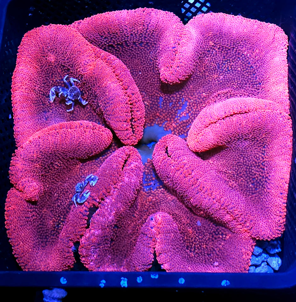 Barbie World Pink Carpet Anemone with Mated Pair of Porcelain Crabs