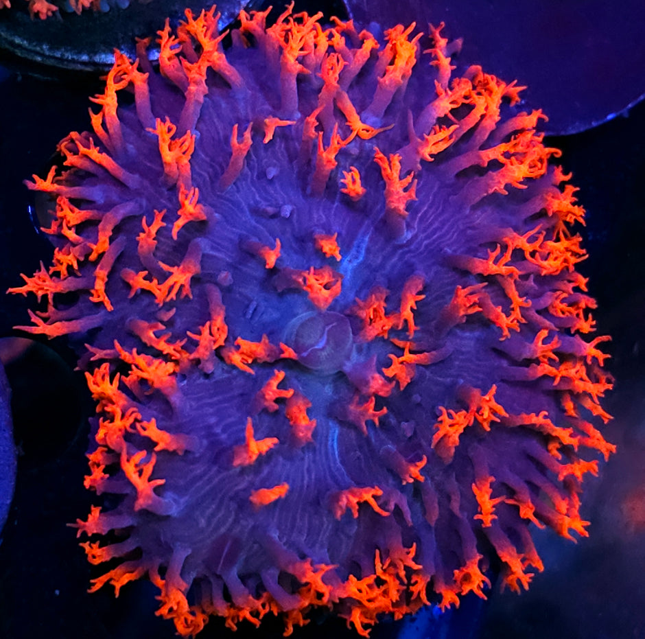 🤯🔥🤯🔥🤯🔥🤯🔥🤯